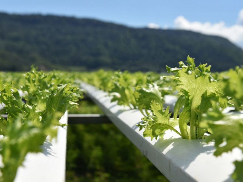 Delmarva Area Farming and Hydroponics System