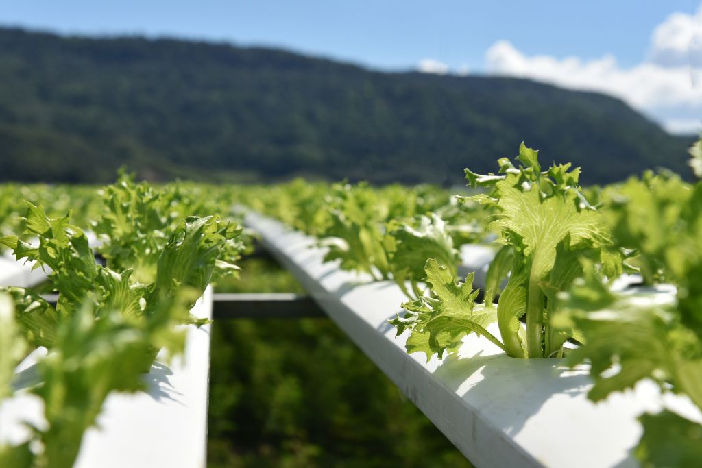 Delmarva Area Farming and Hydroponics System