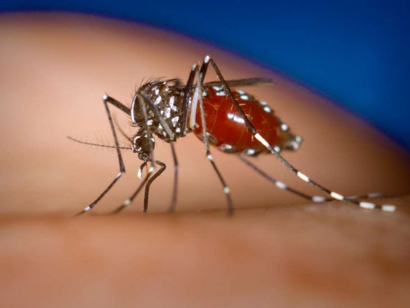 The Role of Mosquito Control in Preventing Dengue Outbreaks