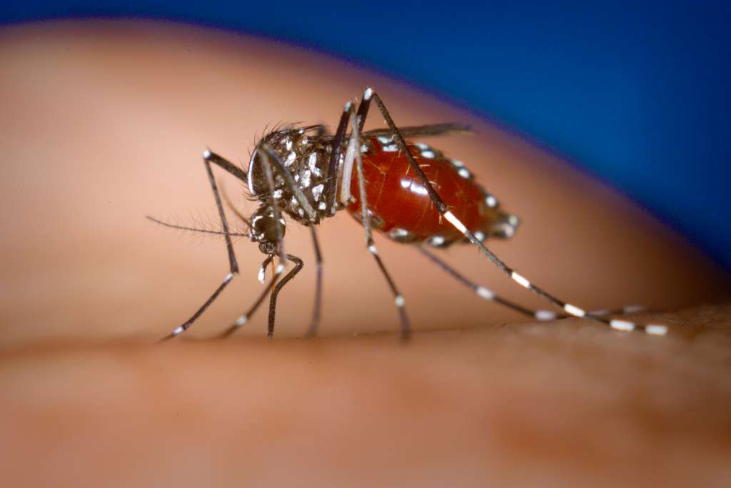 The Role of Mosquito Control in Preventing Dengue Outbreaks